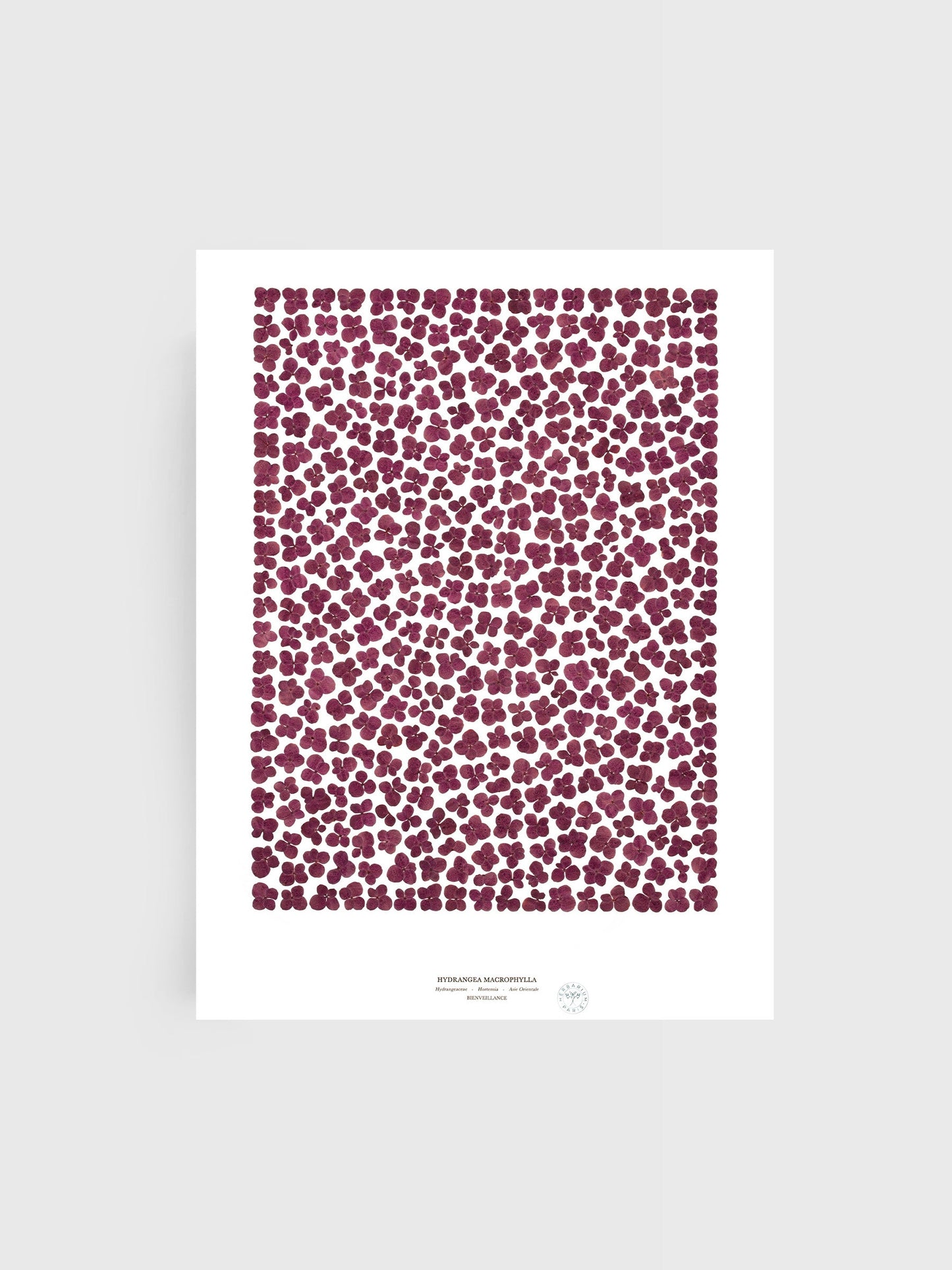 Hortensia Violet 21x30