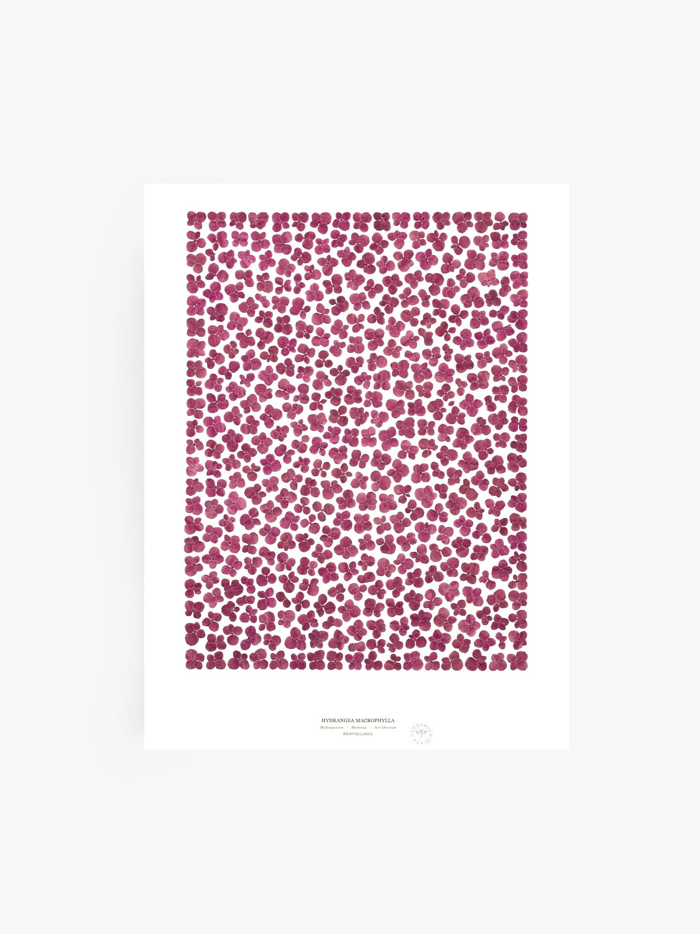 Hortensia Violet 60x80