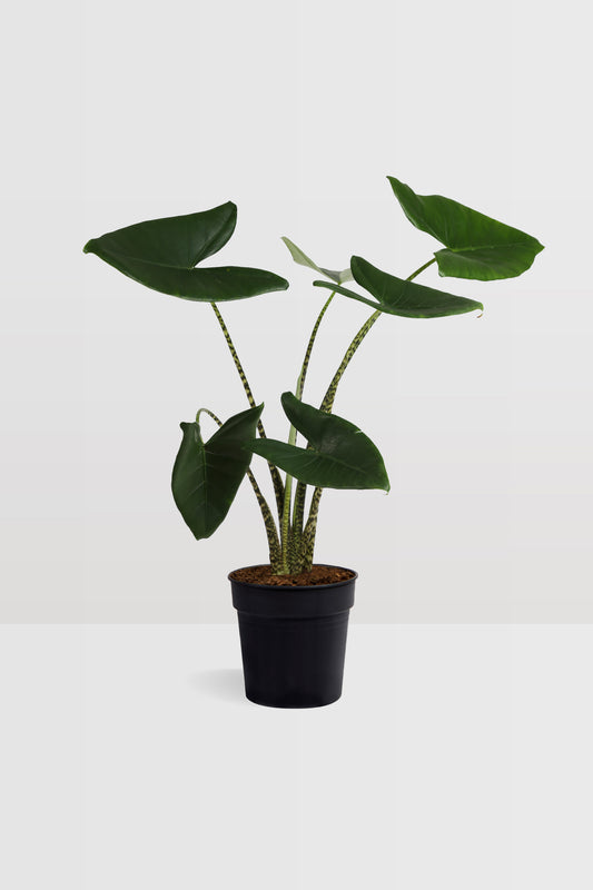 Alocasia Zebrina