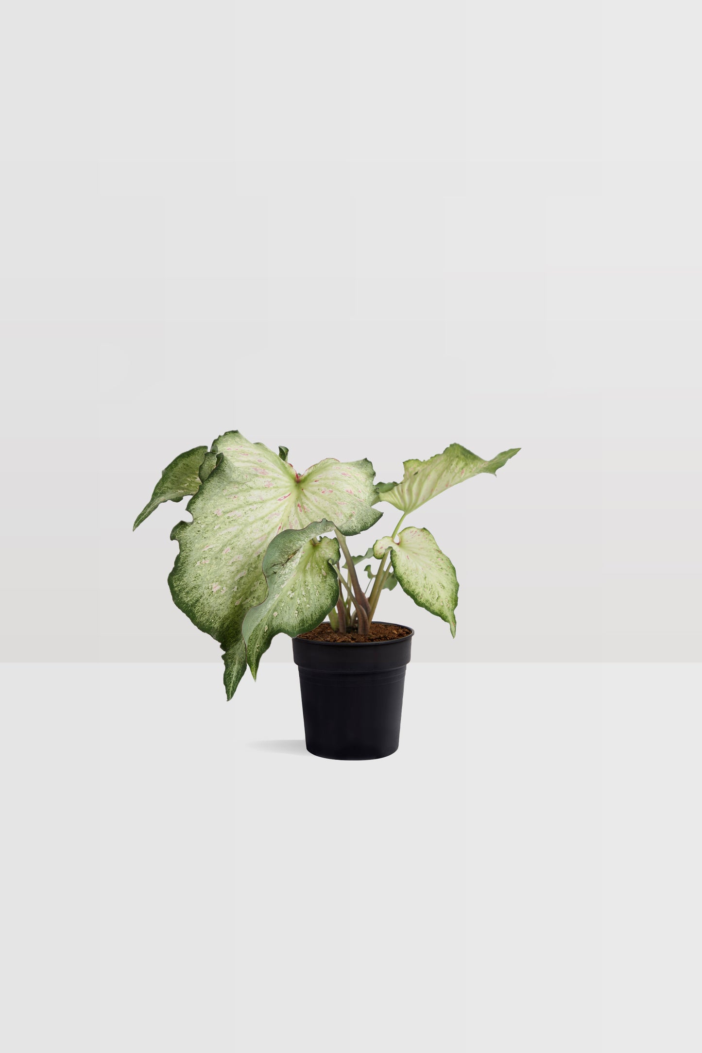 Caladium Gingerland