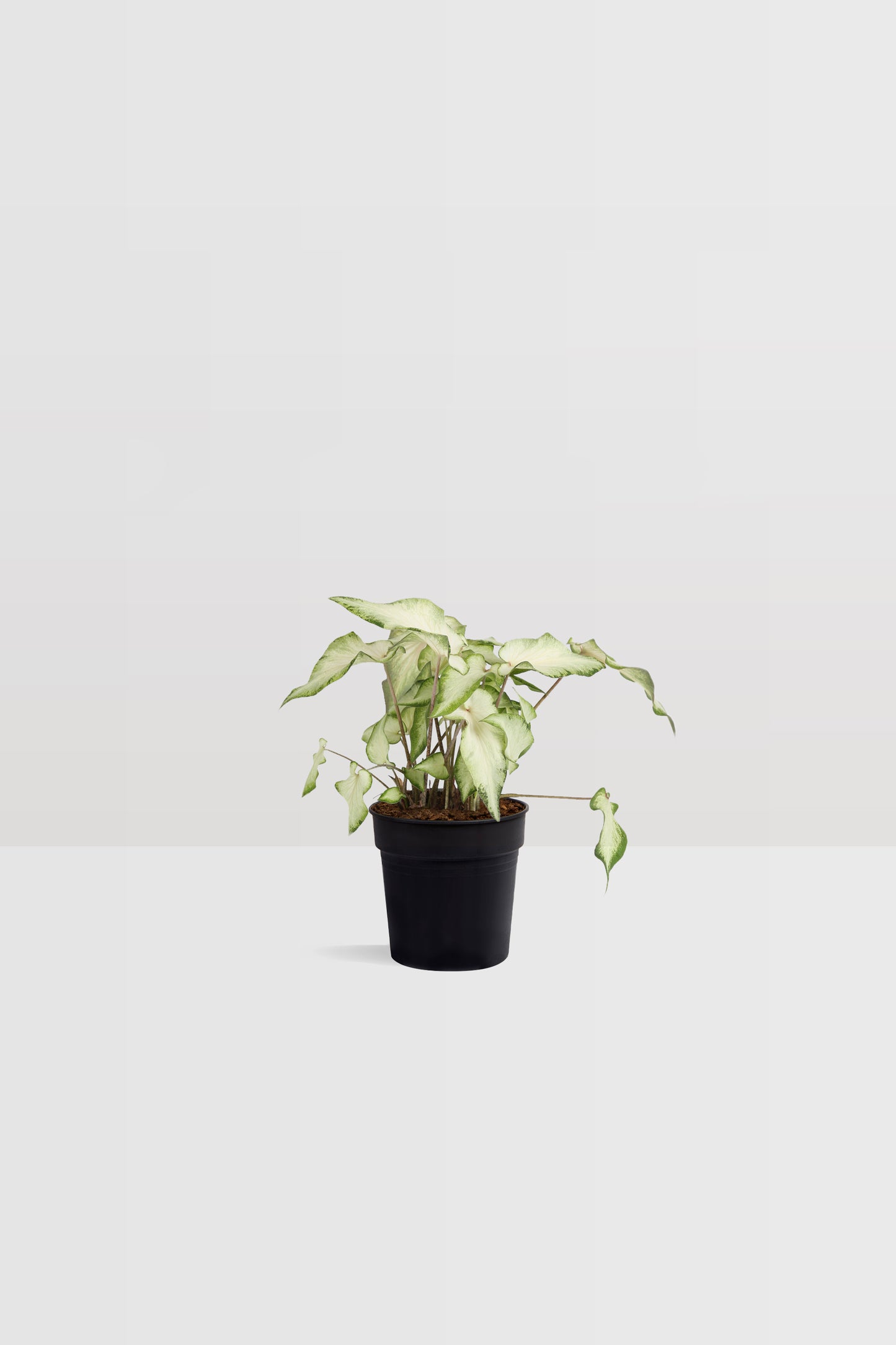 Caladium White Delight