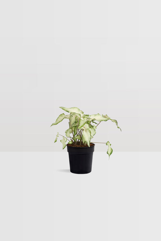 Caladium White Delight