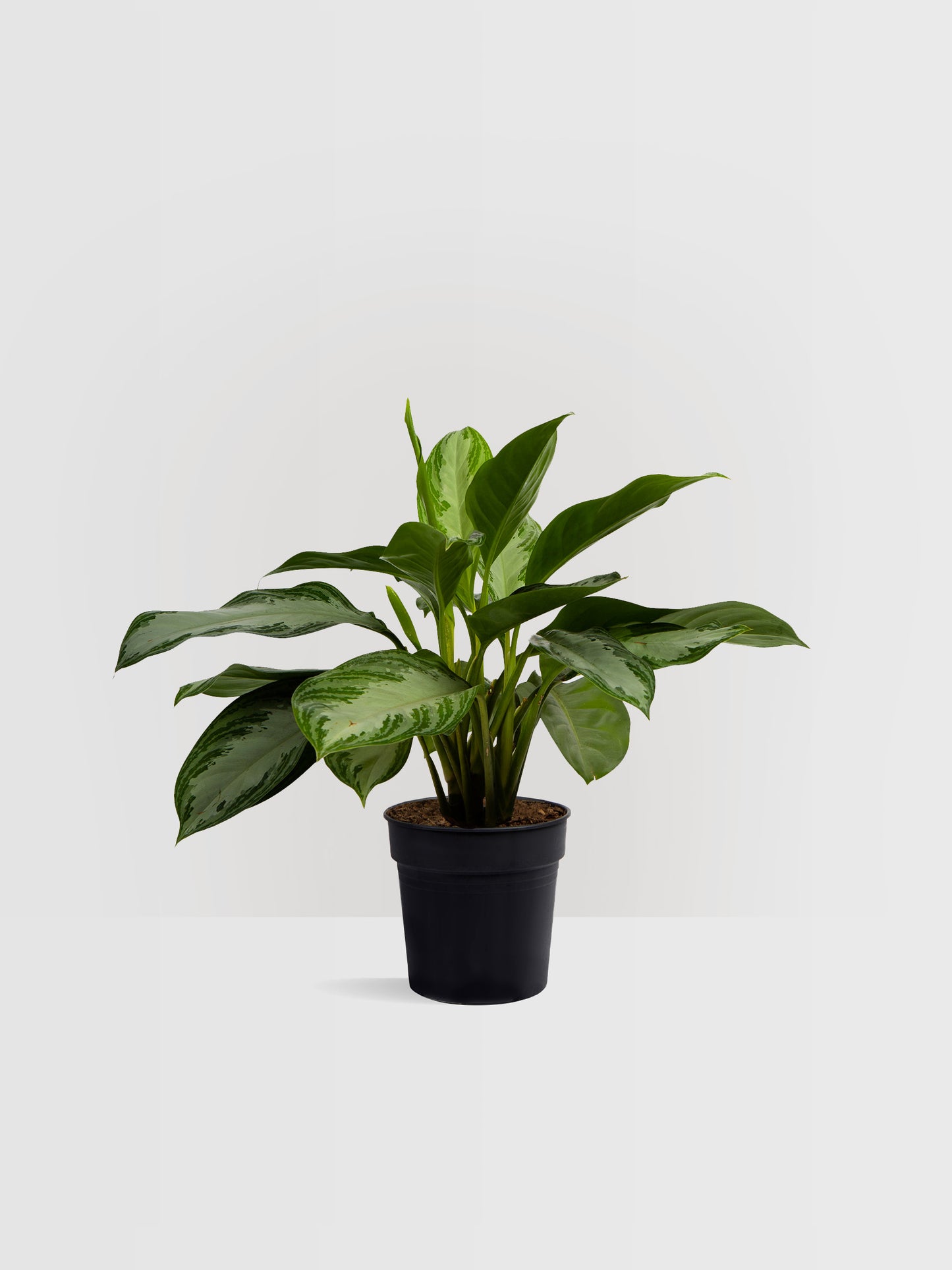 Aglaonema Silver Bay