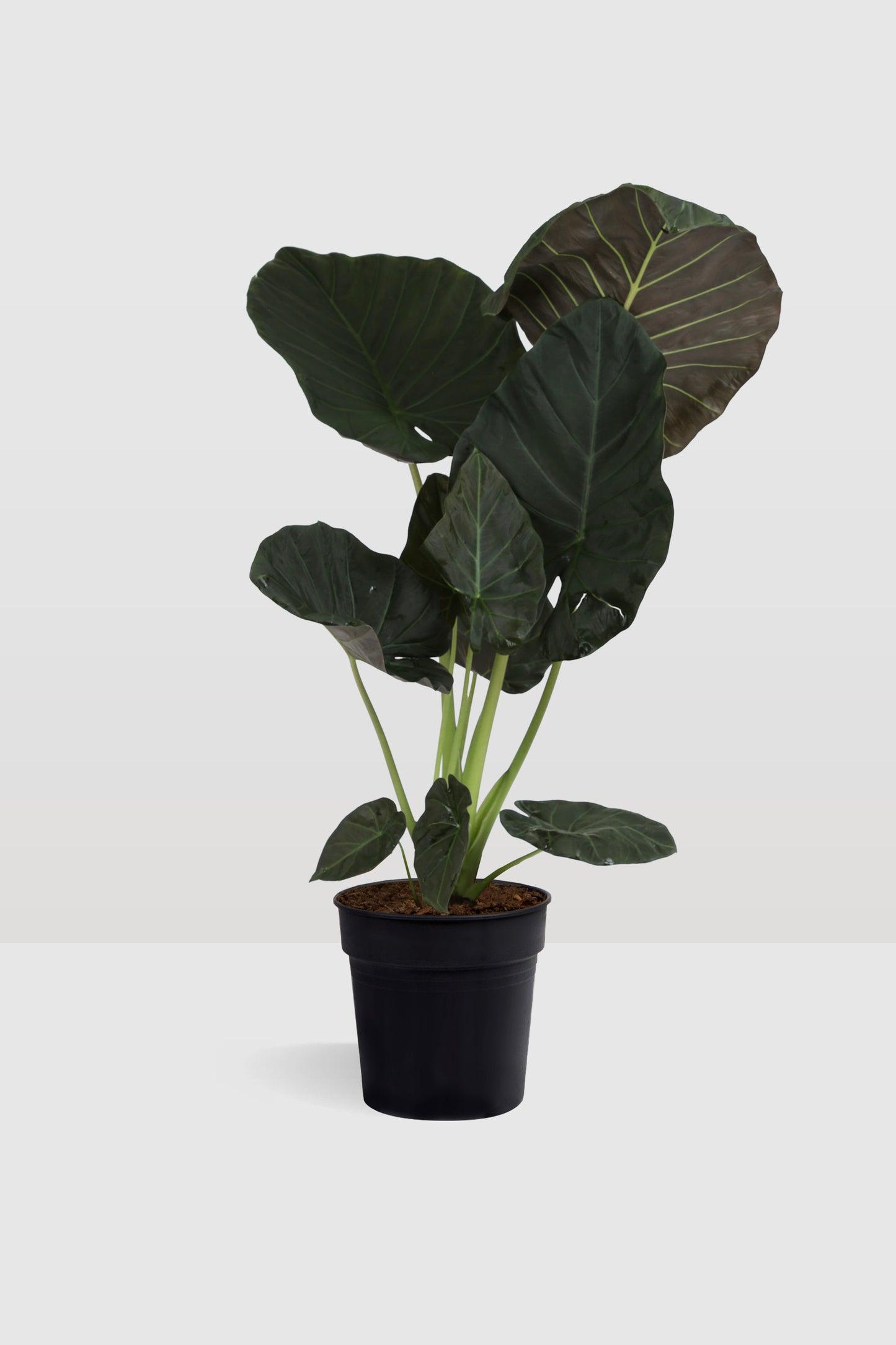 Alocasia Wentii