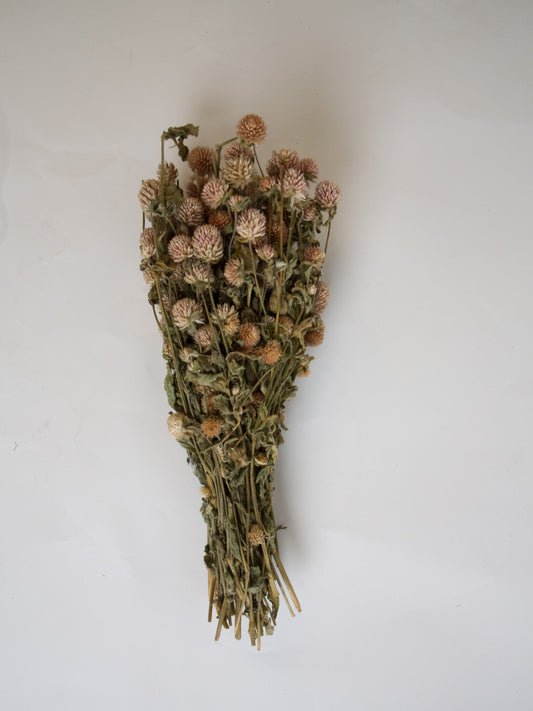 Botte Gomphrena rose