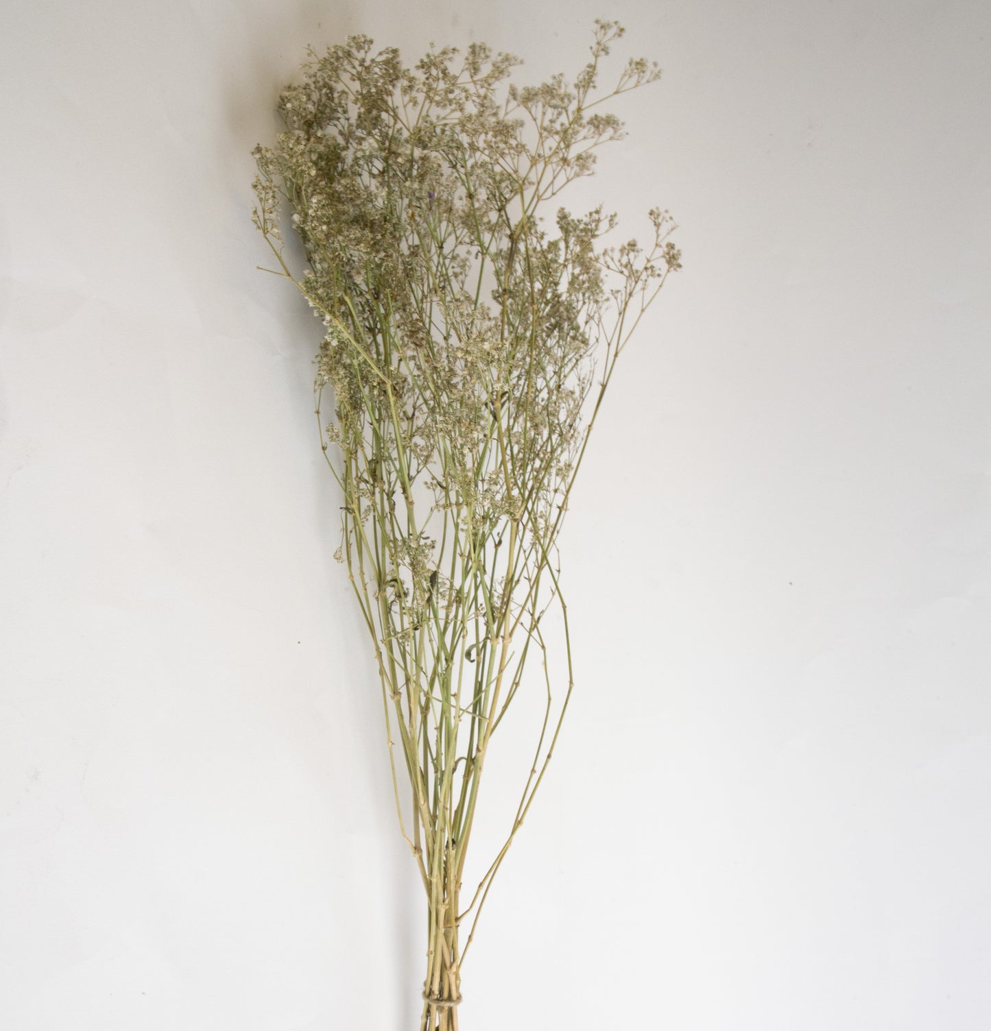 Botte Gypsophile naturel