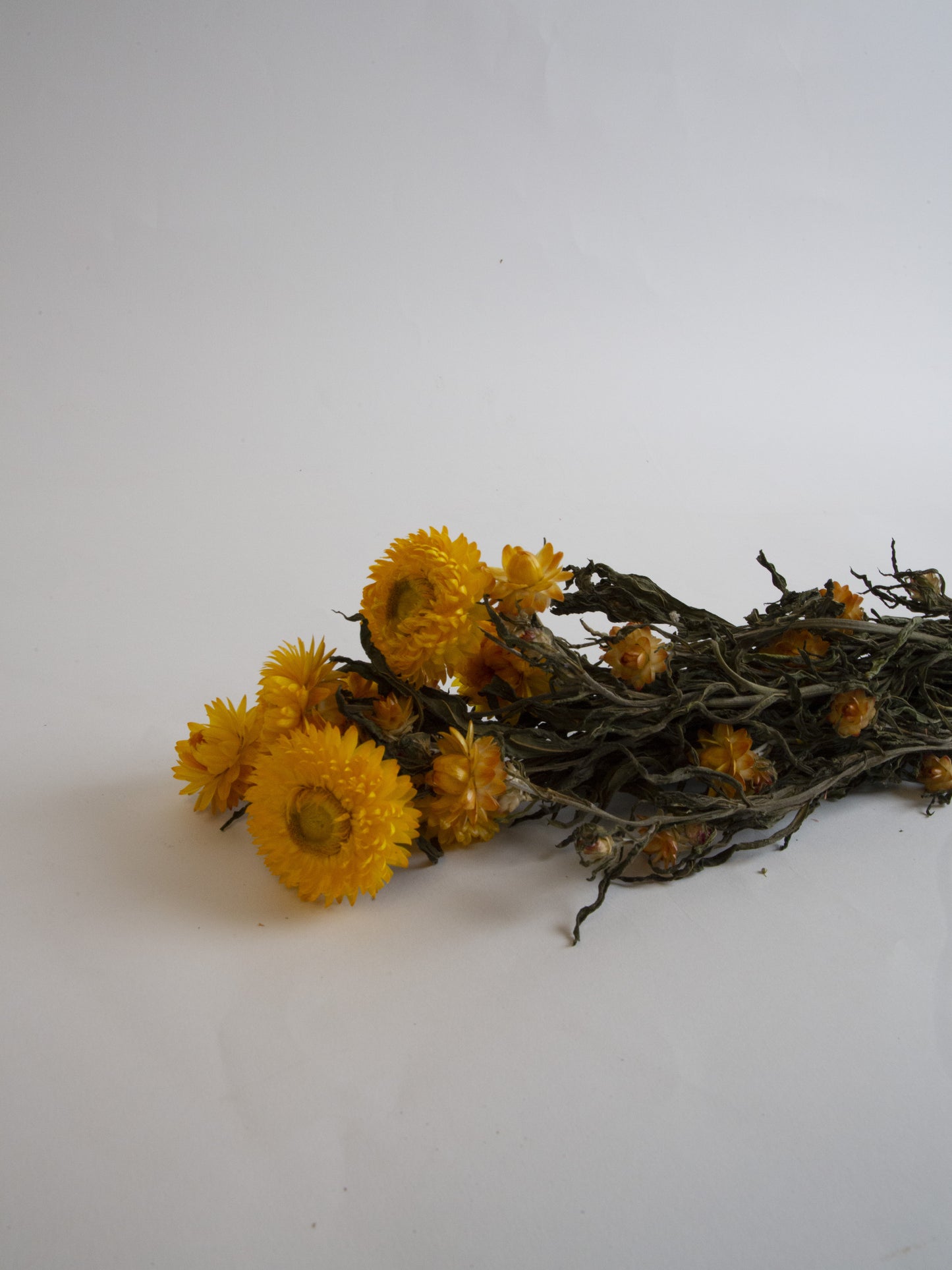 Botte Helichrysum Bracteatum jaune