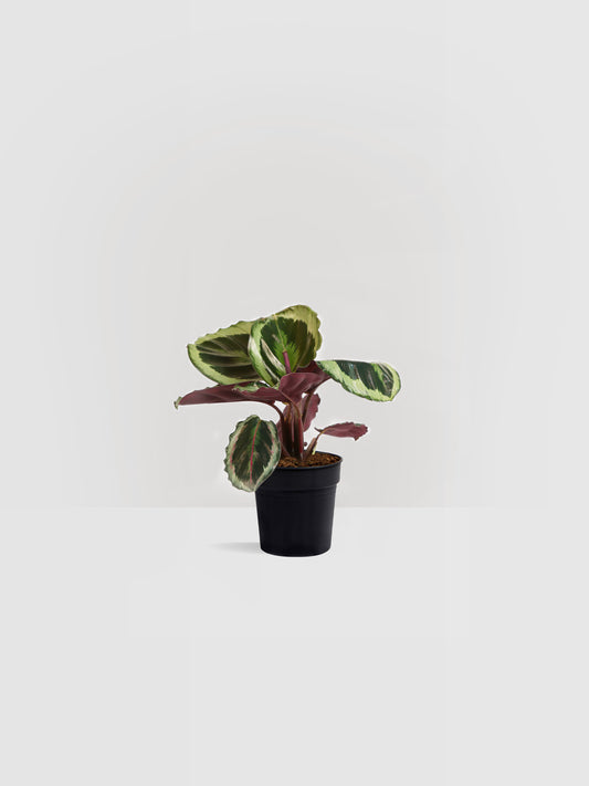 Calathea Medaillon