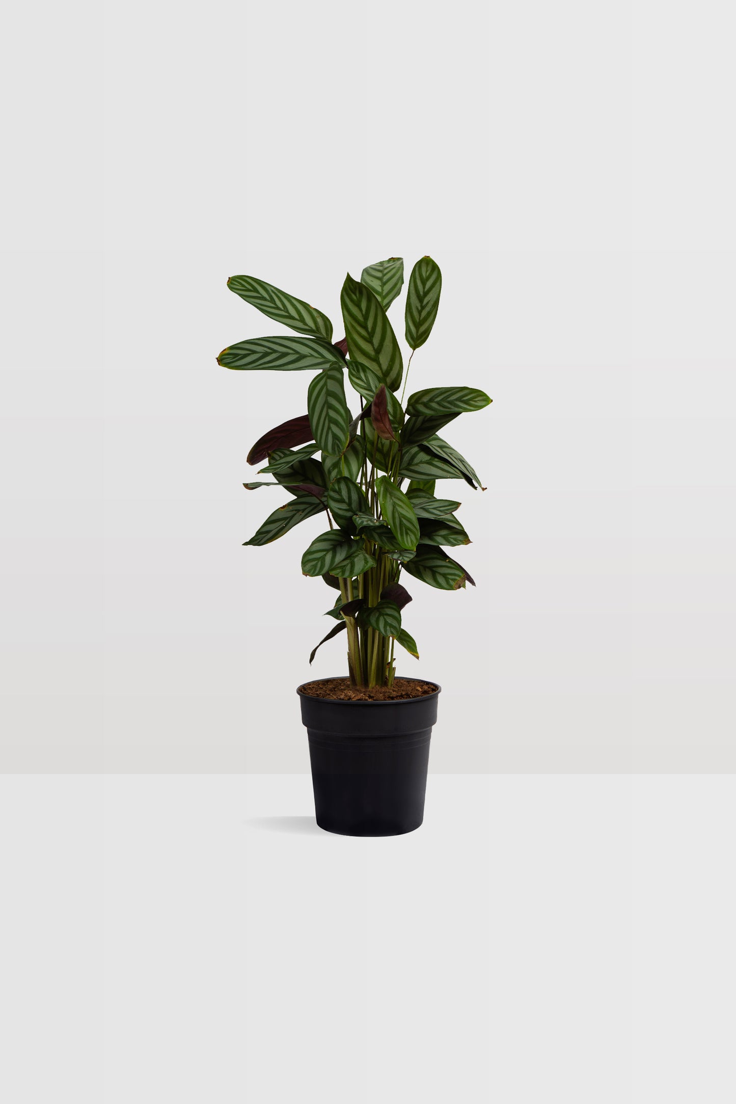 Calathea Oppenheimiana