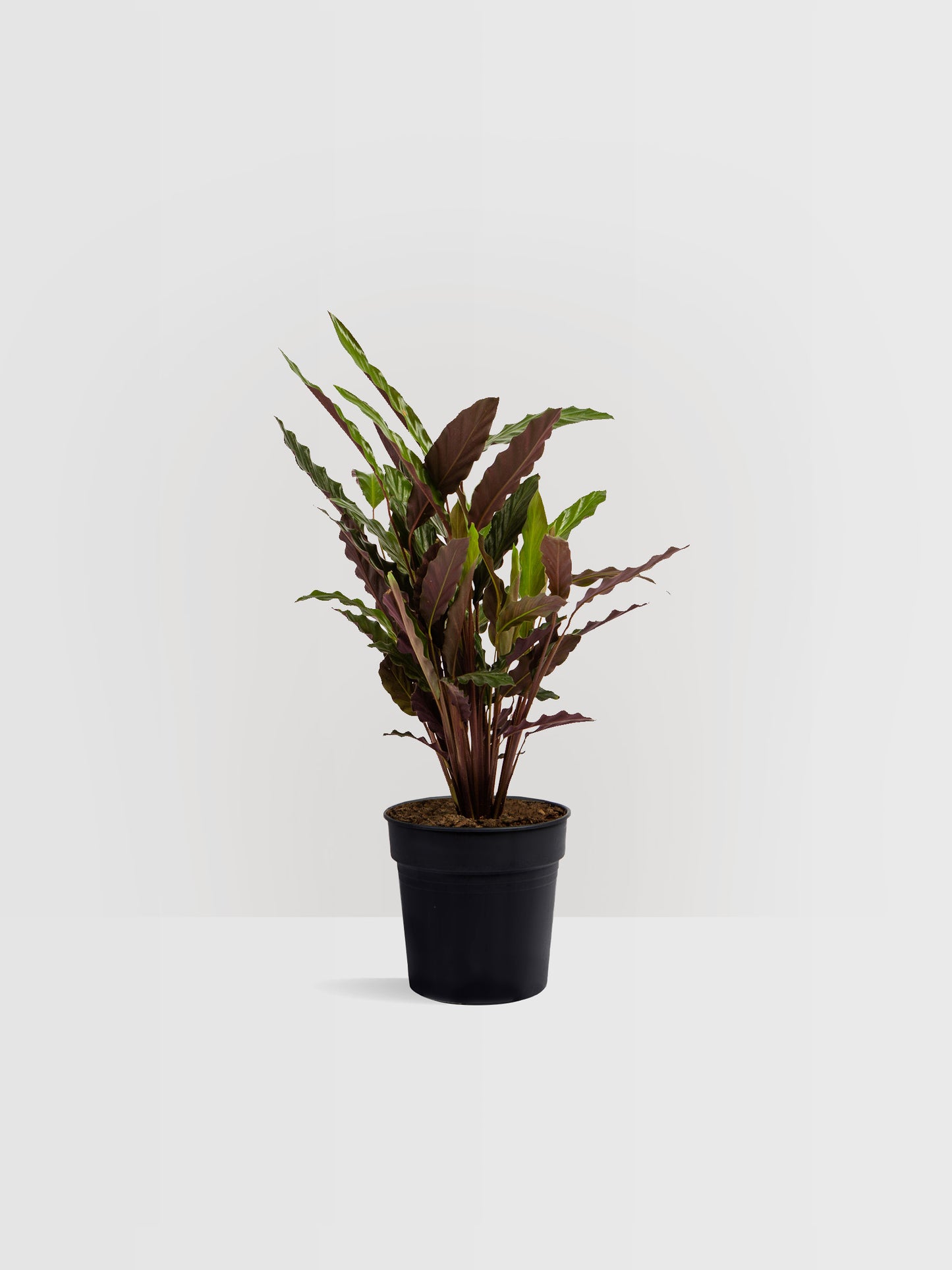 Calathea Wavestar