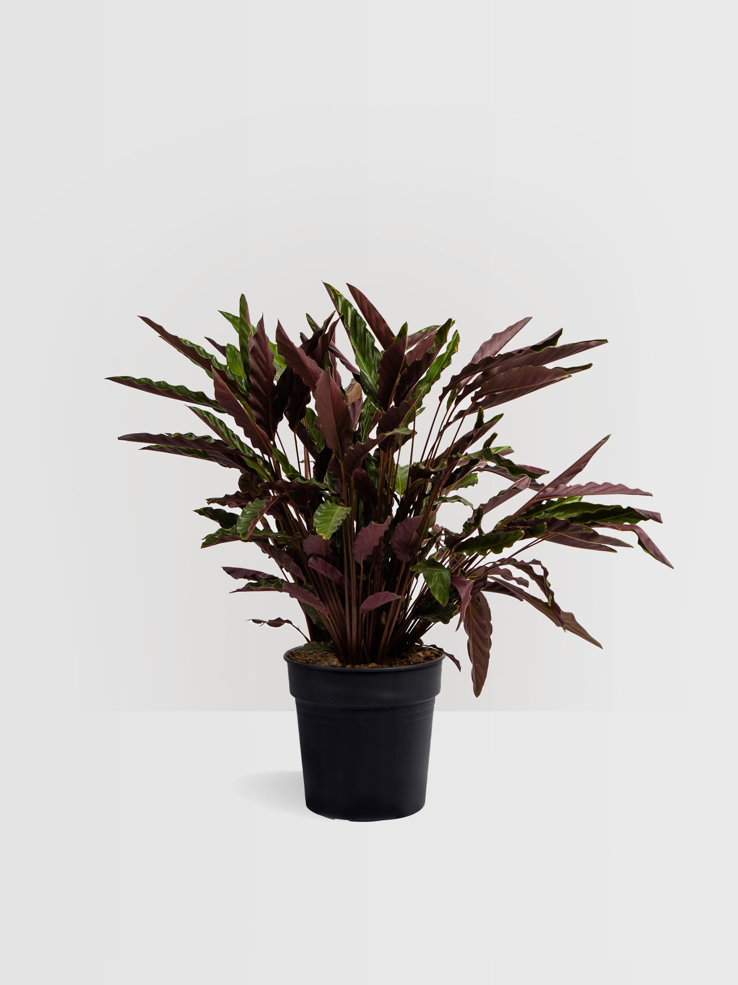 Calathea Wavestar