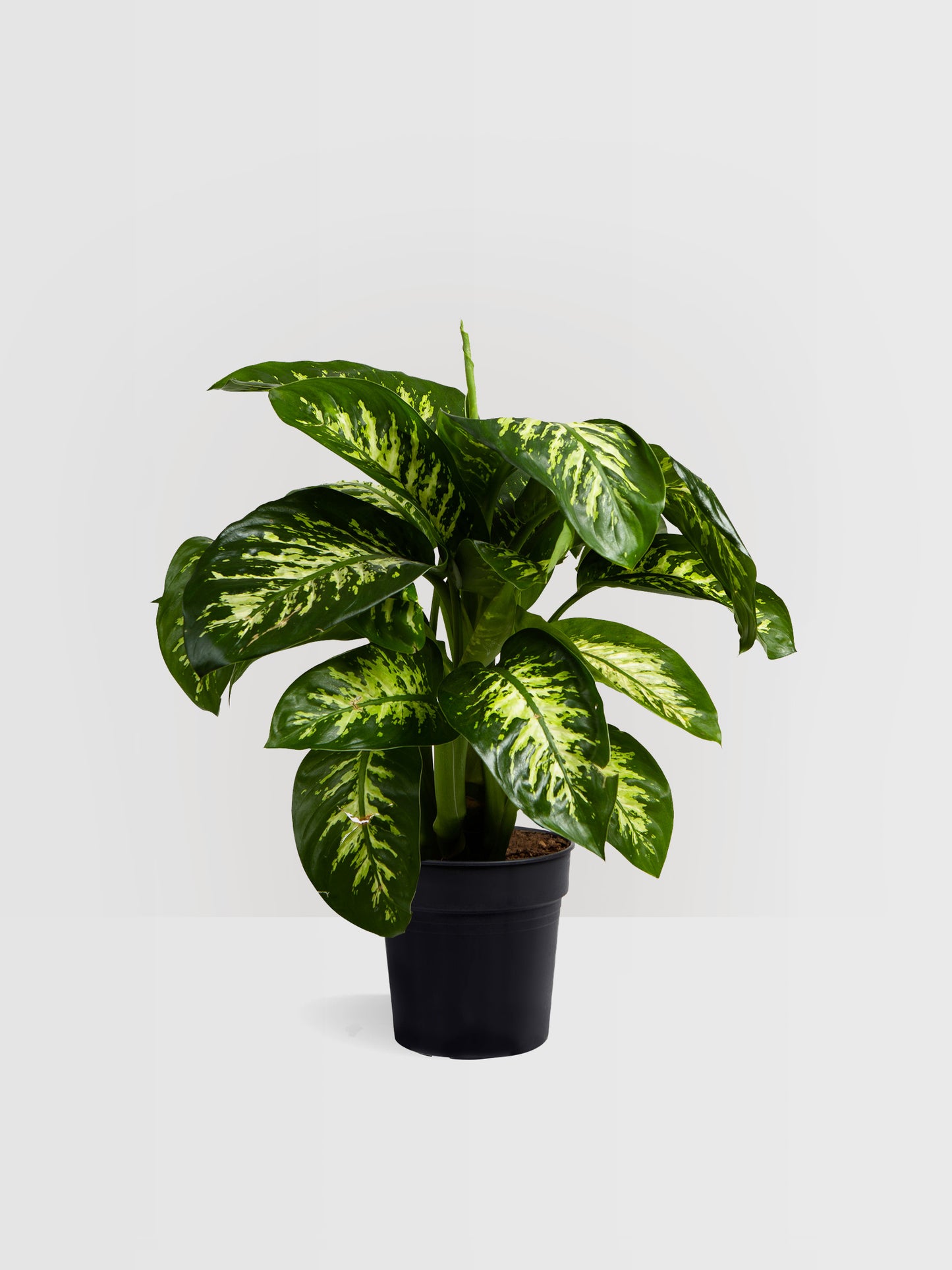 Dieffenbachia Tropic Snow