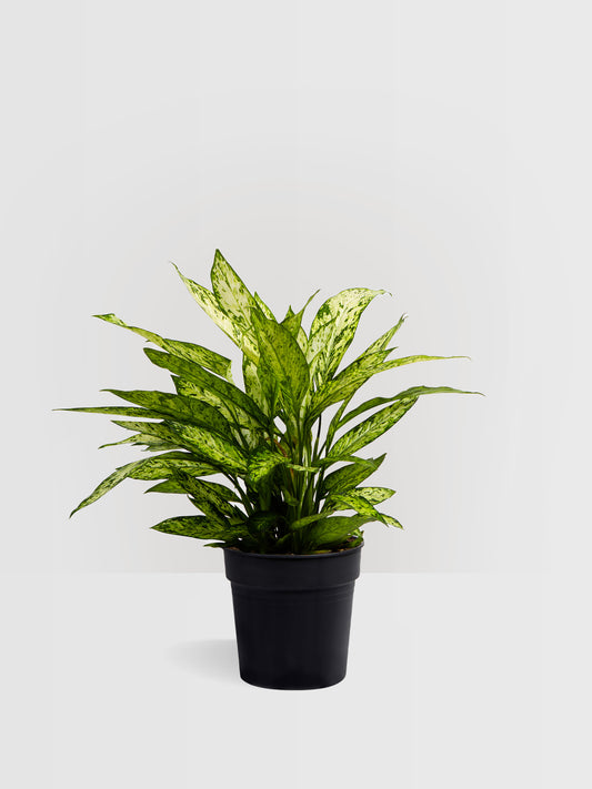 Dieffenbachia Vesuvius