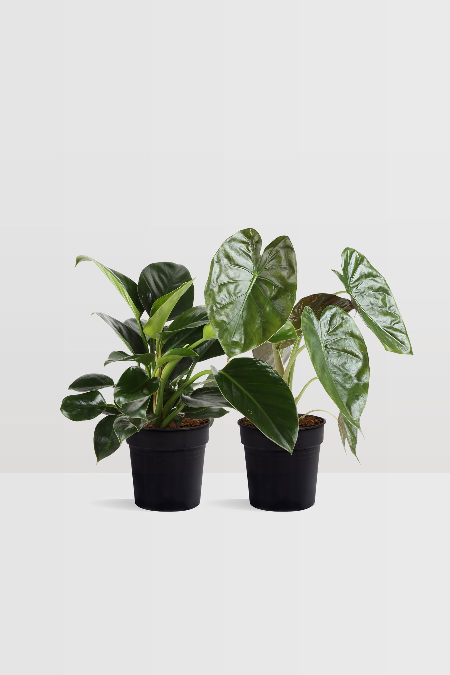 DUO L - Philodendron / alocasia