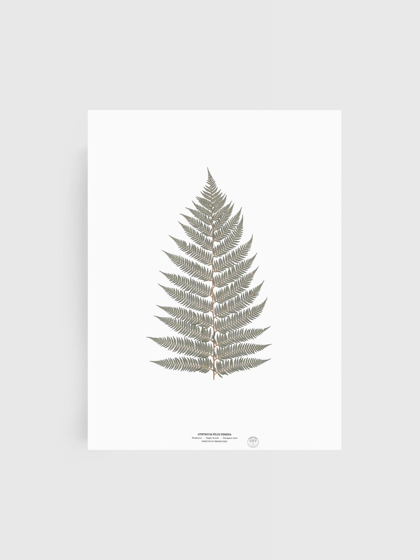 Fougère 30x40
