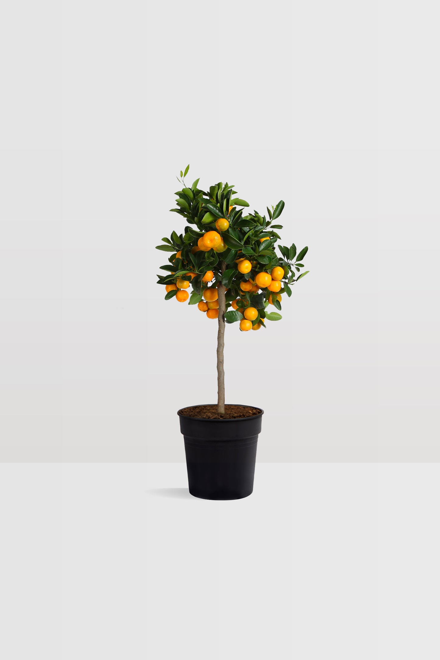 Citrus Calamondin