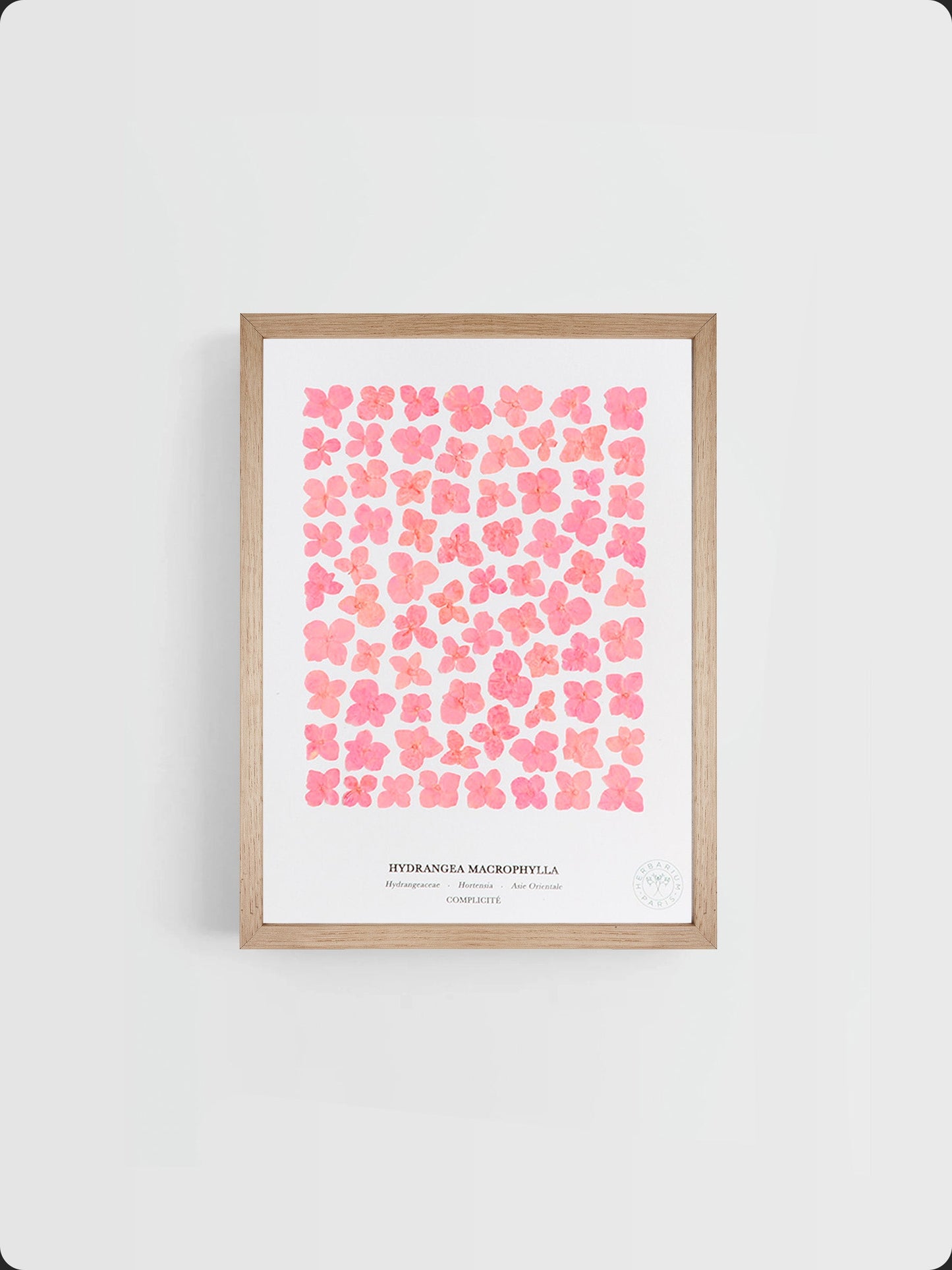 Hortensia rose 18x24