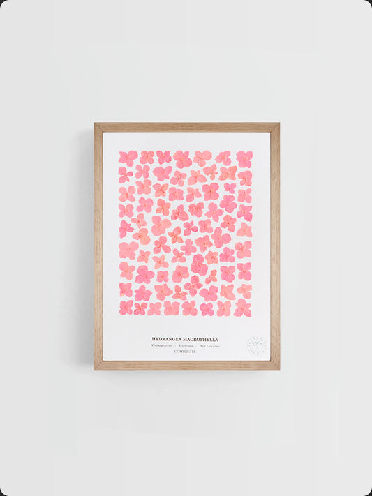 Hortensia rose 18x24