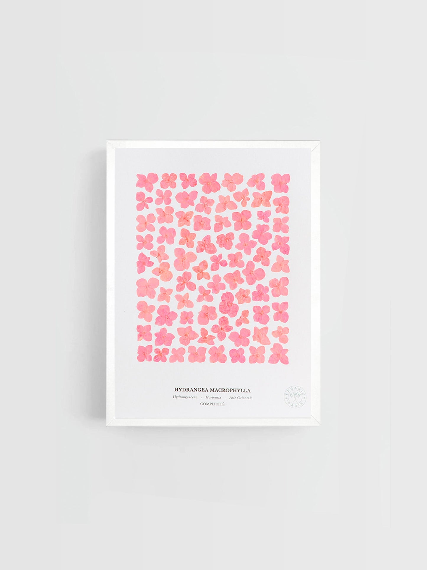 Hortensia rose 18x24