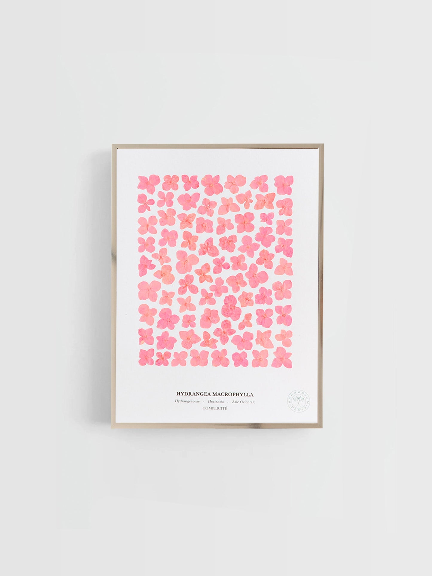 Hortensia rose 18x24