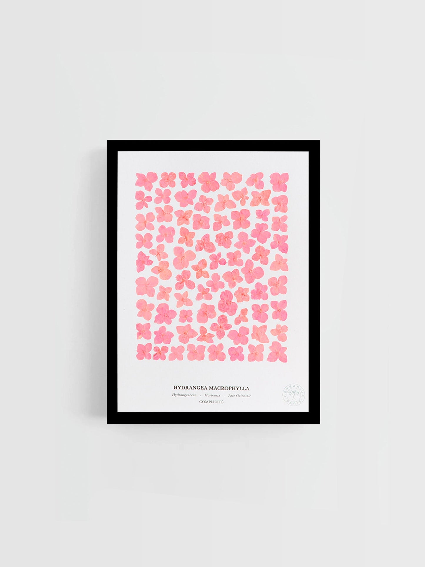 Hortensia rose 21x30