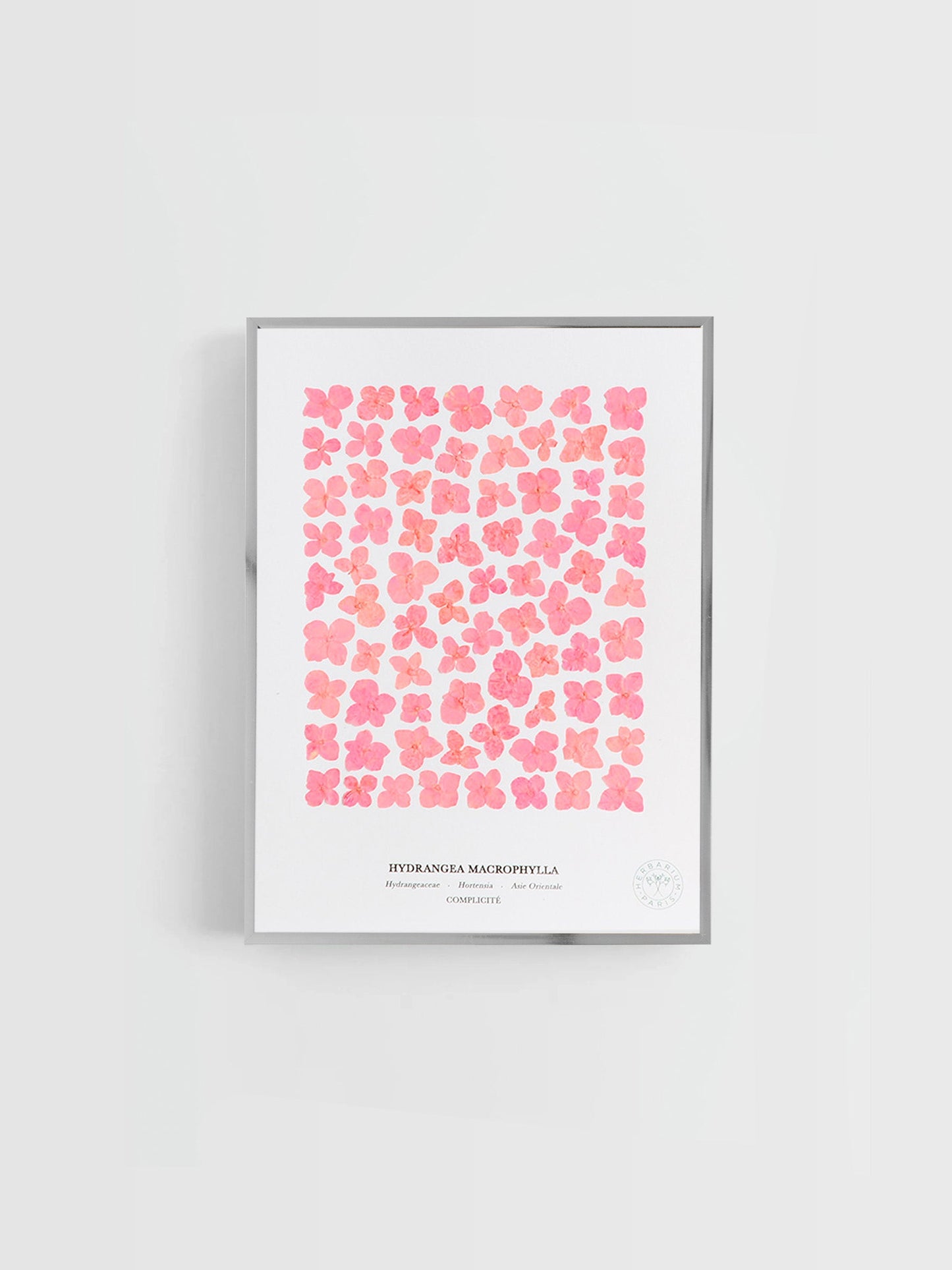 Hortensia rose 21x30