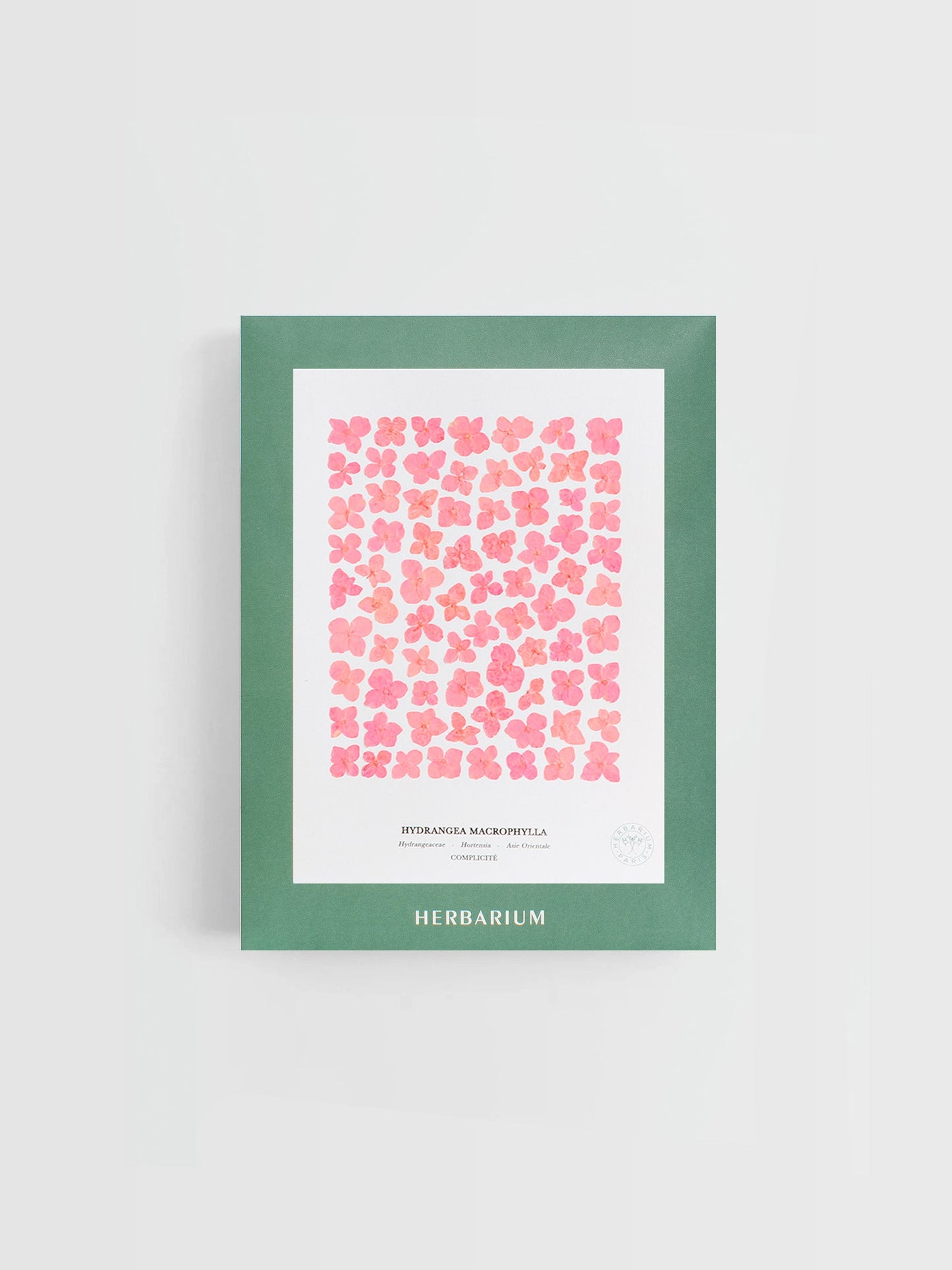 Hortensia rose 18x24