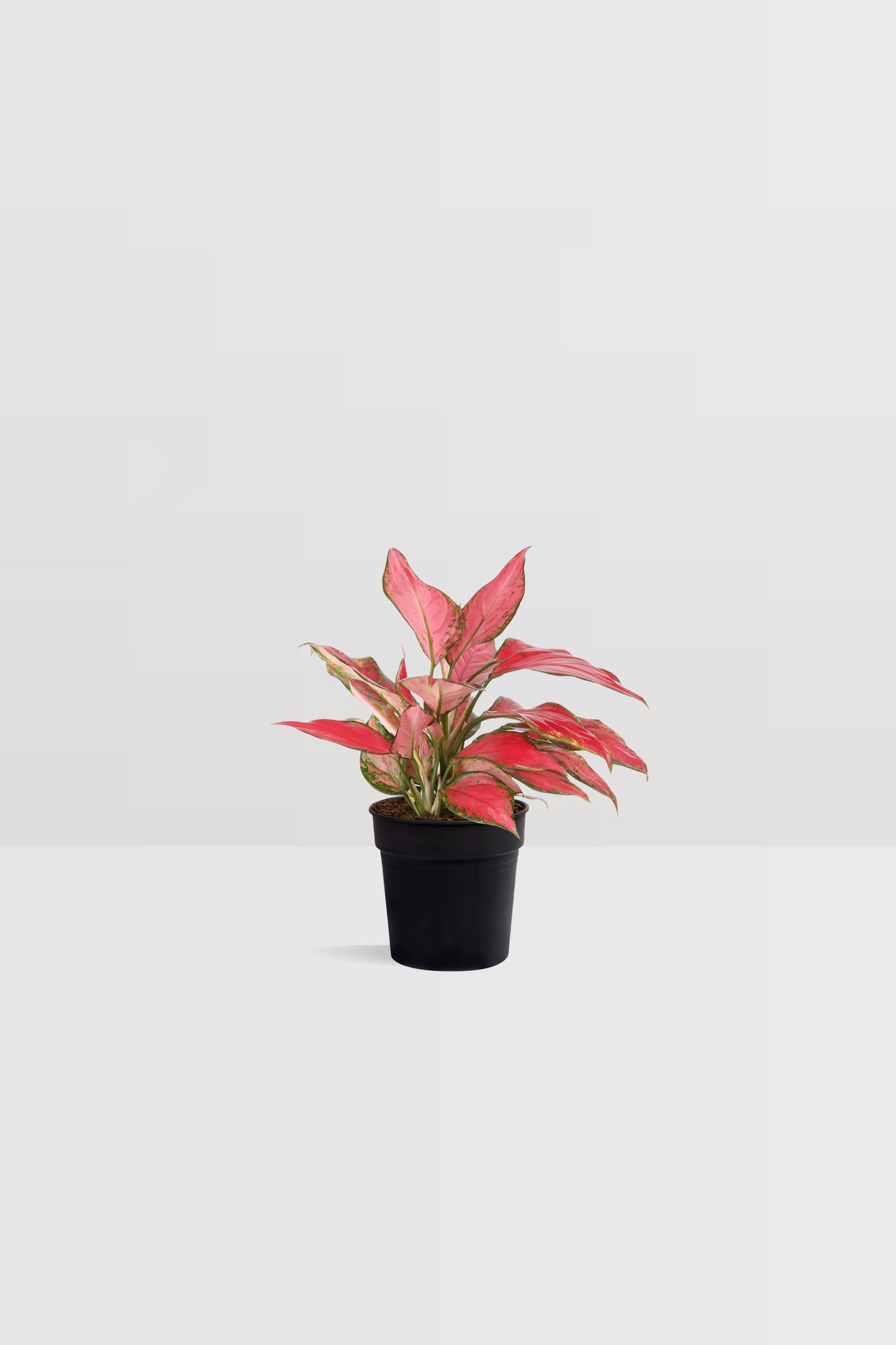 Aglaonema Cherry Baby