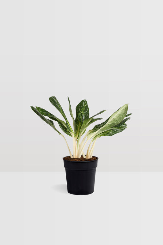 Aglaonema Key Lime