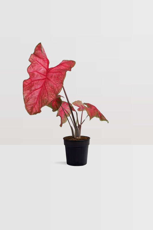 Caladium Brandy