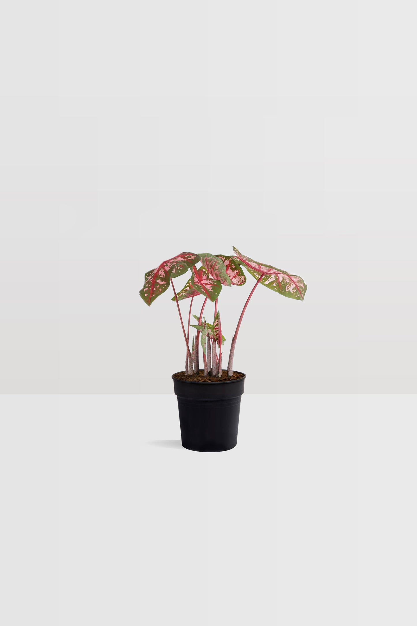 Caladium Carolyn Whorton