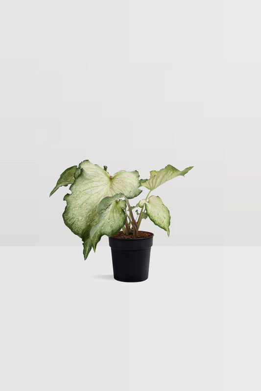 Caladium Gingerland