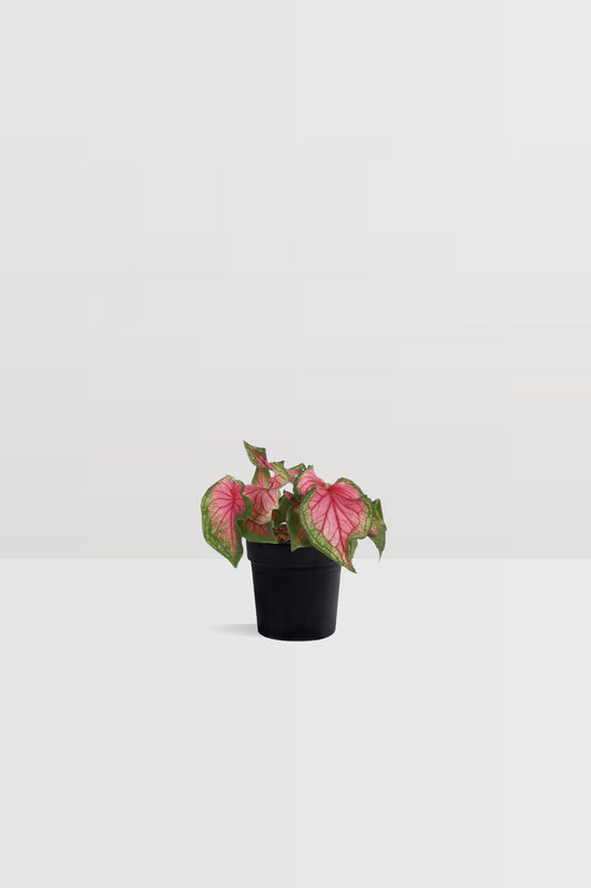 Caladium Sweetheart