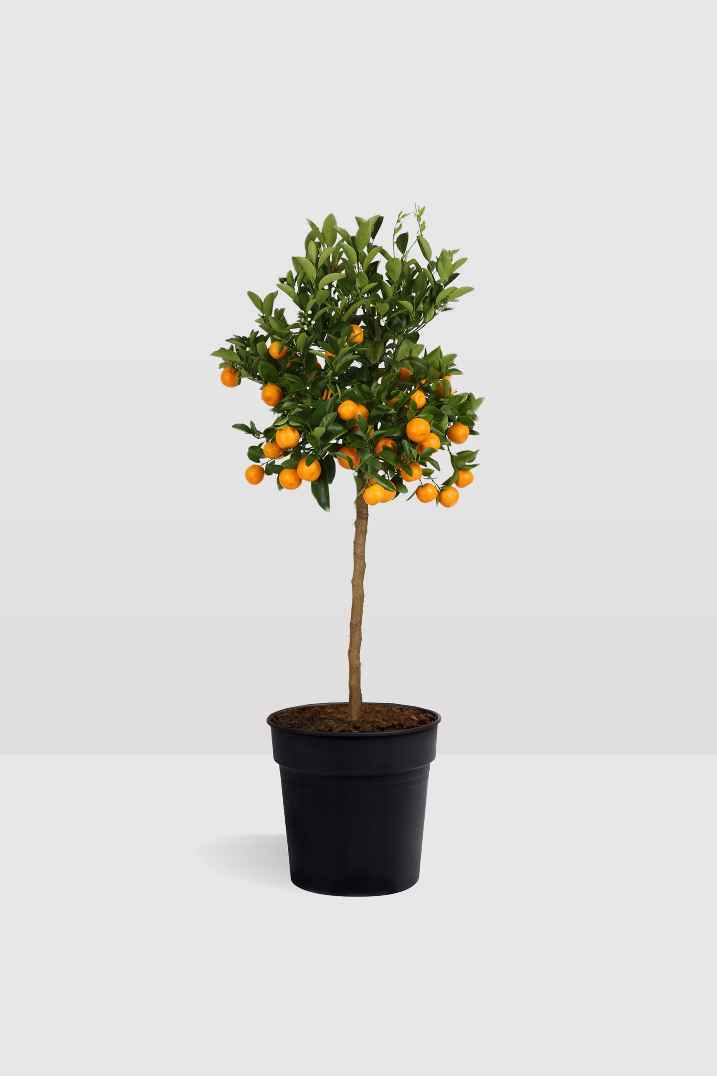 Citrus Calamondin