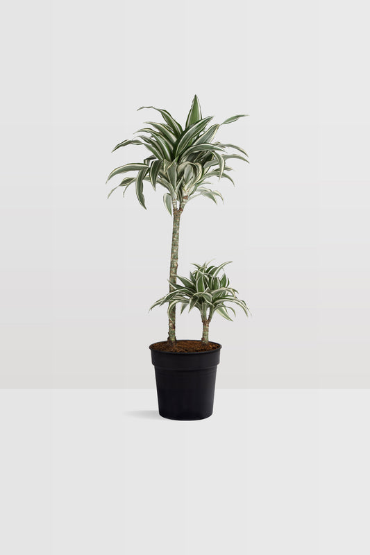 Dracaena White Jewel