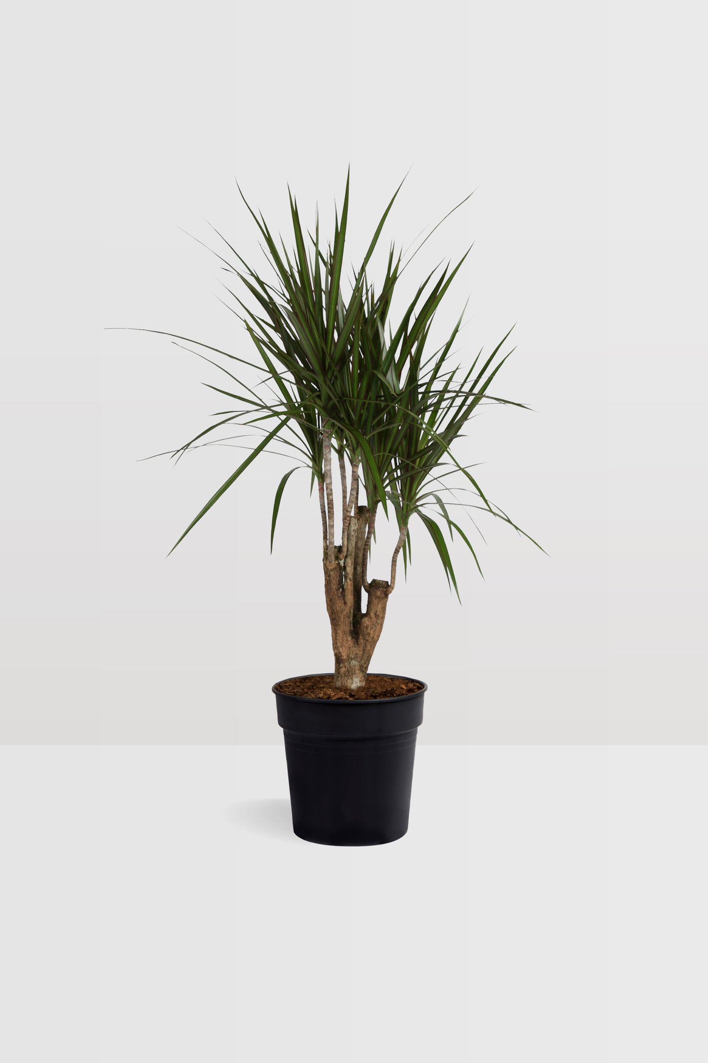Dracaena Marginata