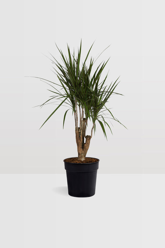 Dracaena Marginata