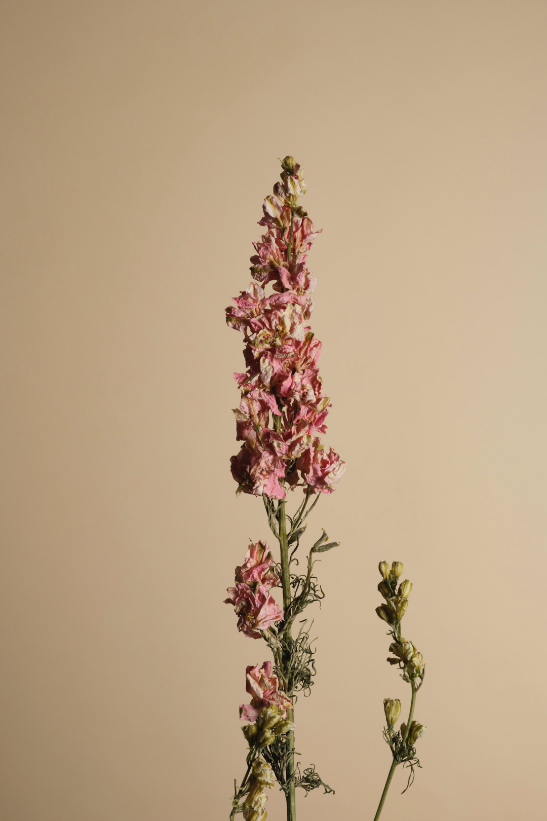 Botte Dauphinelles roses