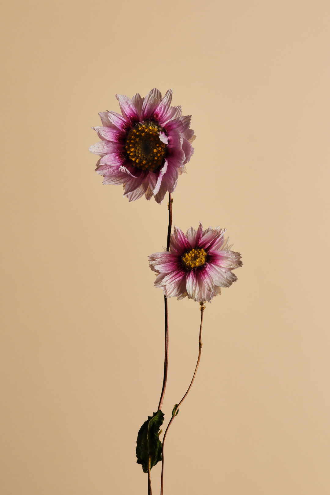 Botte Rodanthes rose clair