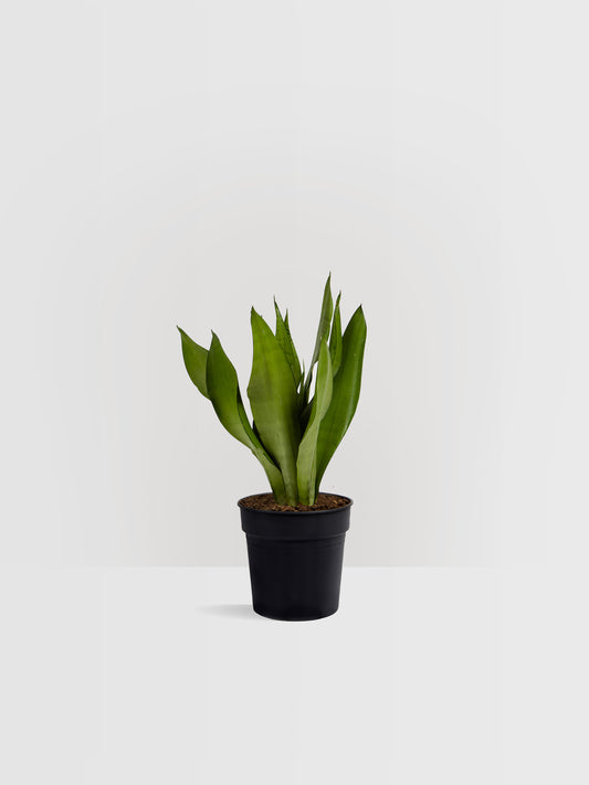 Sansevieria Moonshine