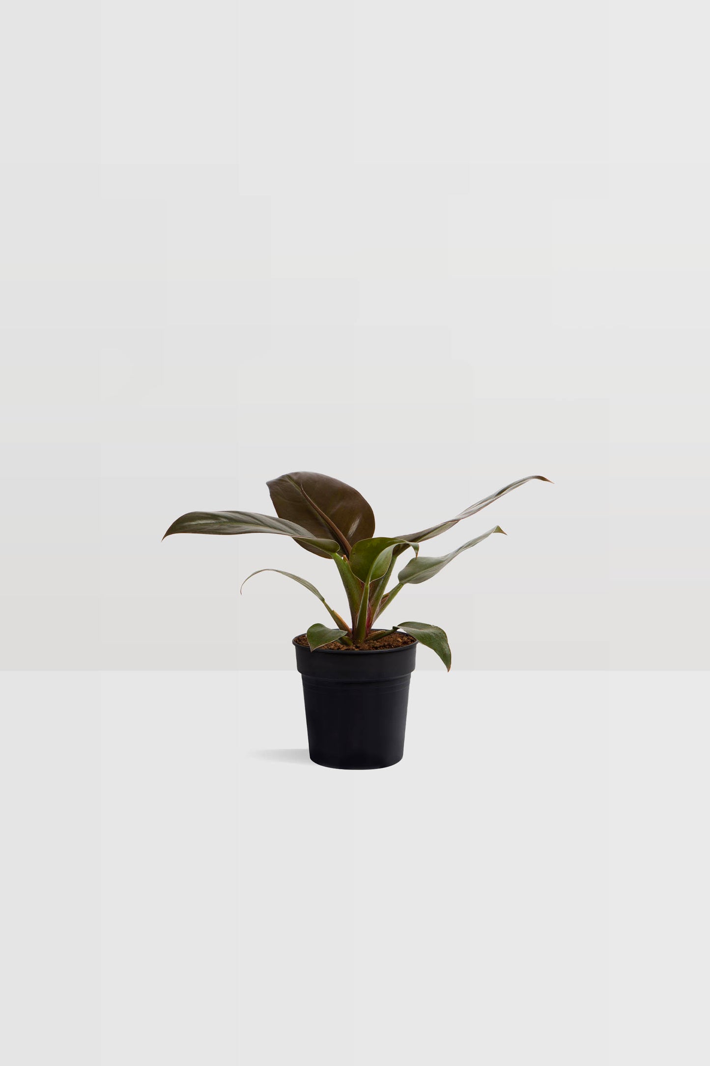 Philodendron Imperial Red